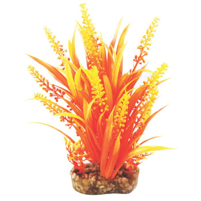Vibrance- Orange Cabomba withGravel Base M Aquarium Plant