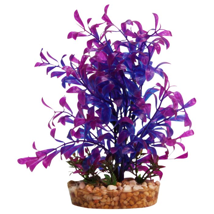 Vibrance- Blue Hygrophila withGravel Base M Aquarium Plant