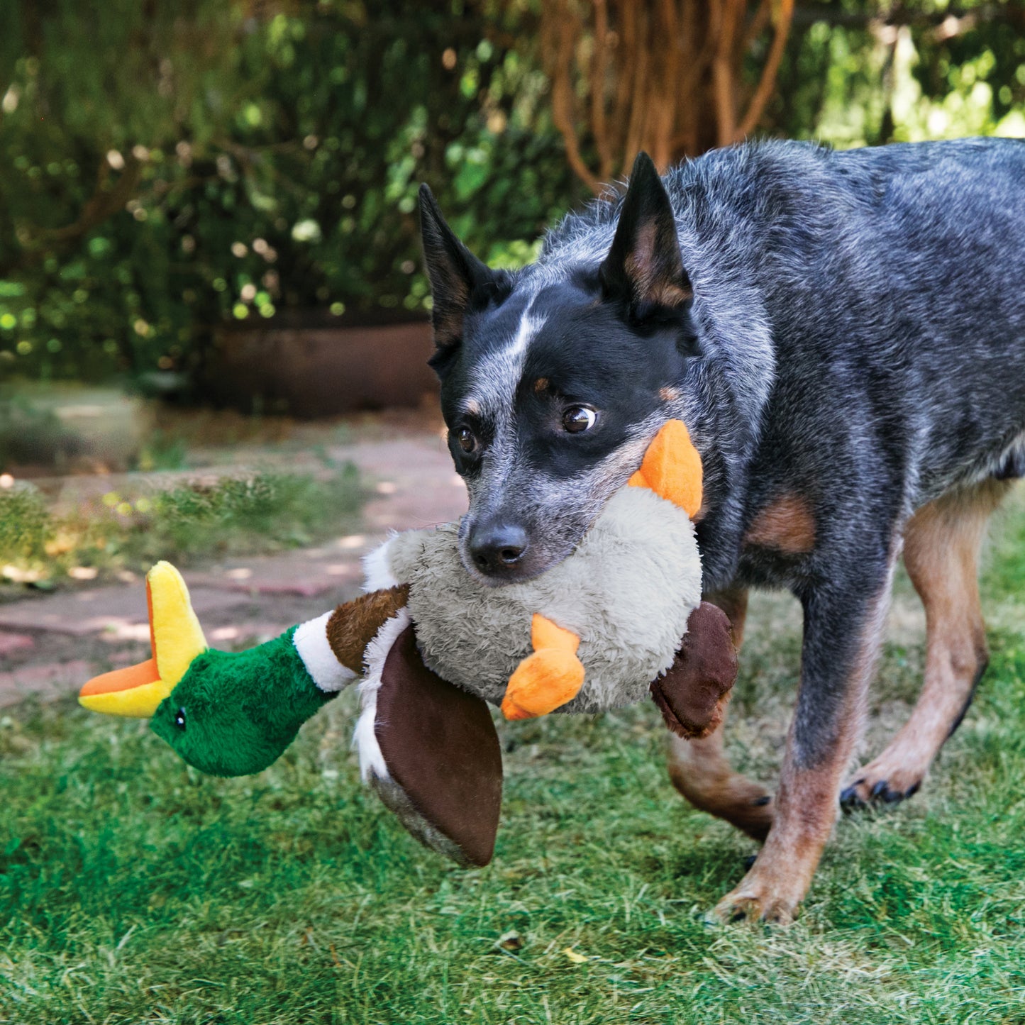 KONG Shakers Honkers Duck Dog Toy – Large