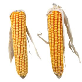 Trixie Maize Cobs Small Animal Treats