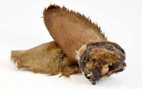 Burns Cows Ears For Dogs