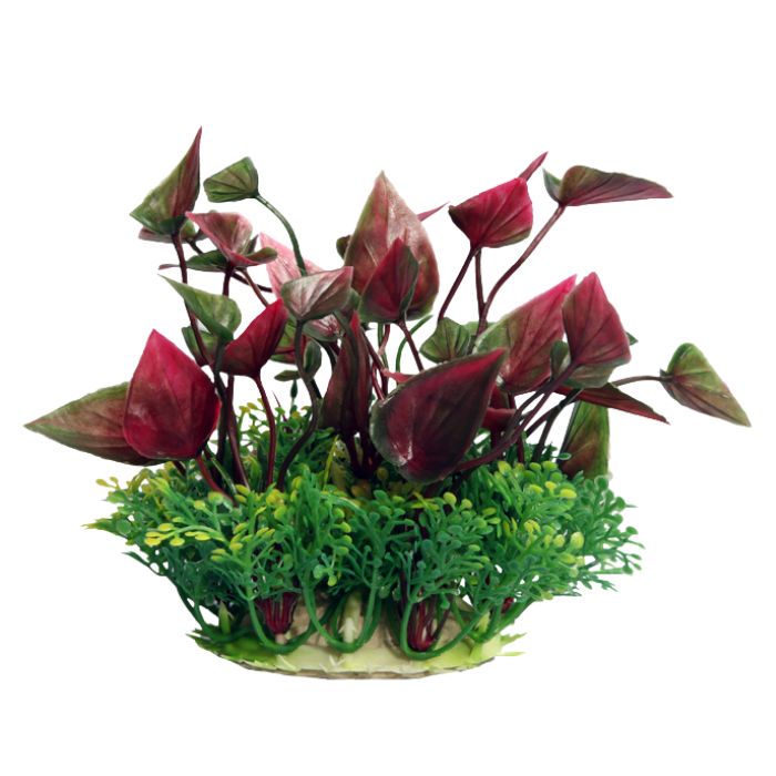 Fountain Small Lily Red 10cm. Aquarium Plant