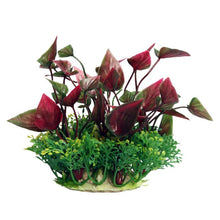 Fountain Small Lily Red 10cm. Aquarium Plant