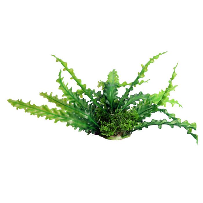 Fountain Medium Ruffled Lace Plant Green 29cm