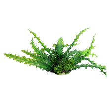 Fountain Medium Ruffled Lace Plant Green 29cm