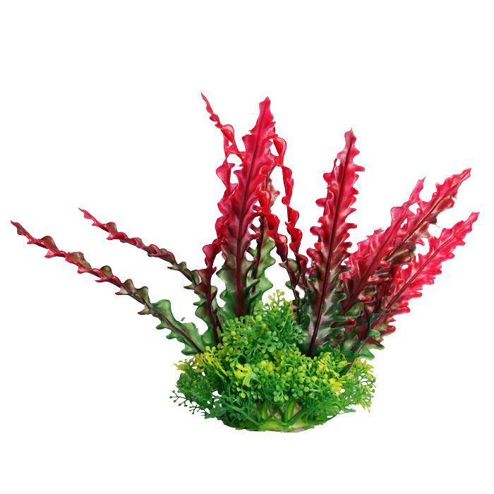 Fountain Medium Ruffled Lace Plant Red 20cm