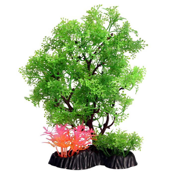 Medium Pollicem Ranae Tree 24cm