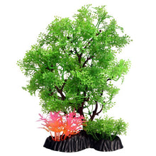 Medium Pollicem Ranae Tree 24cm