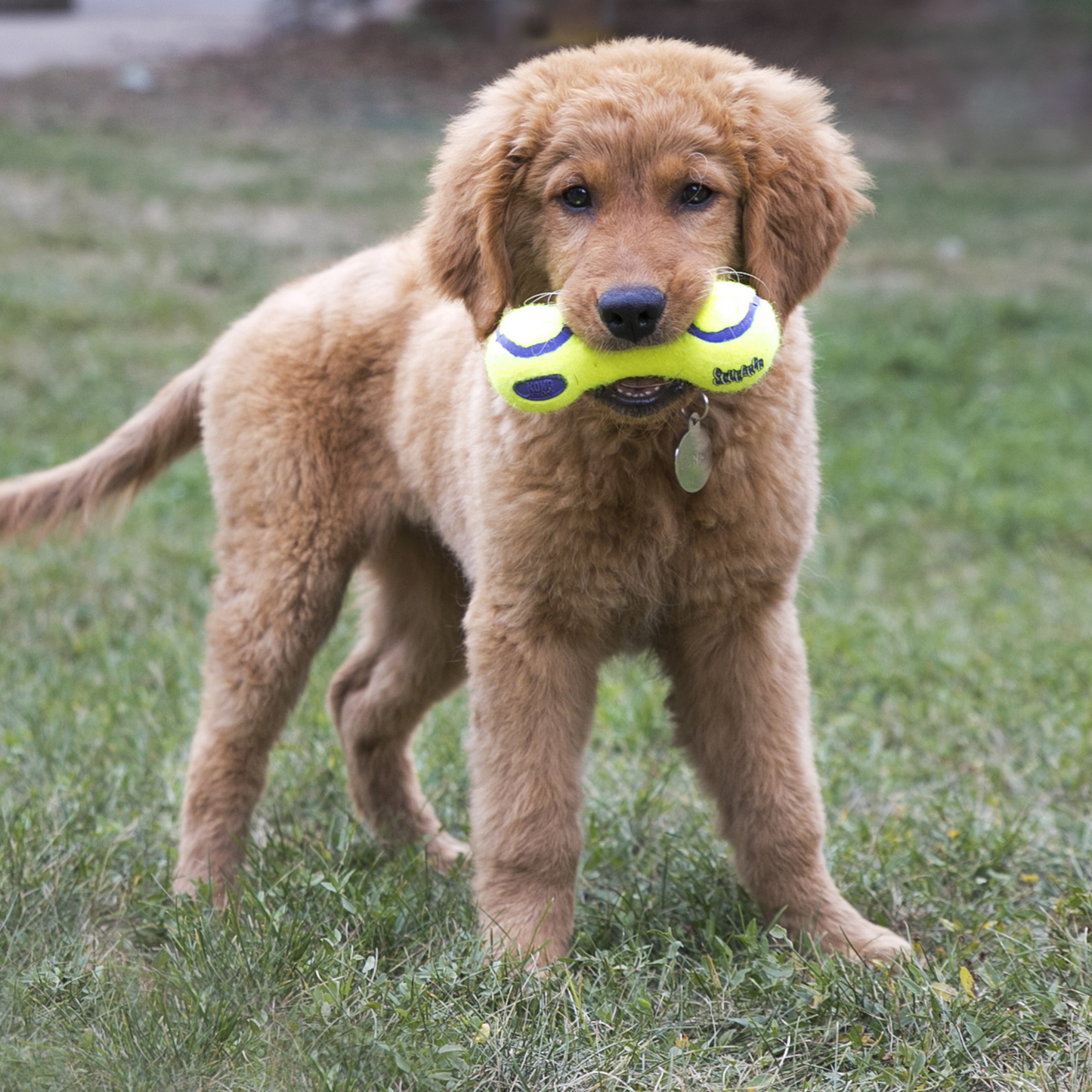 KONG AirDog Dumbbell Dog Toy - Medium
