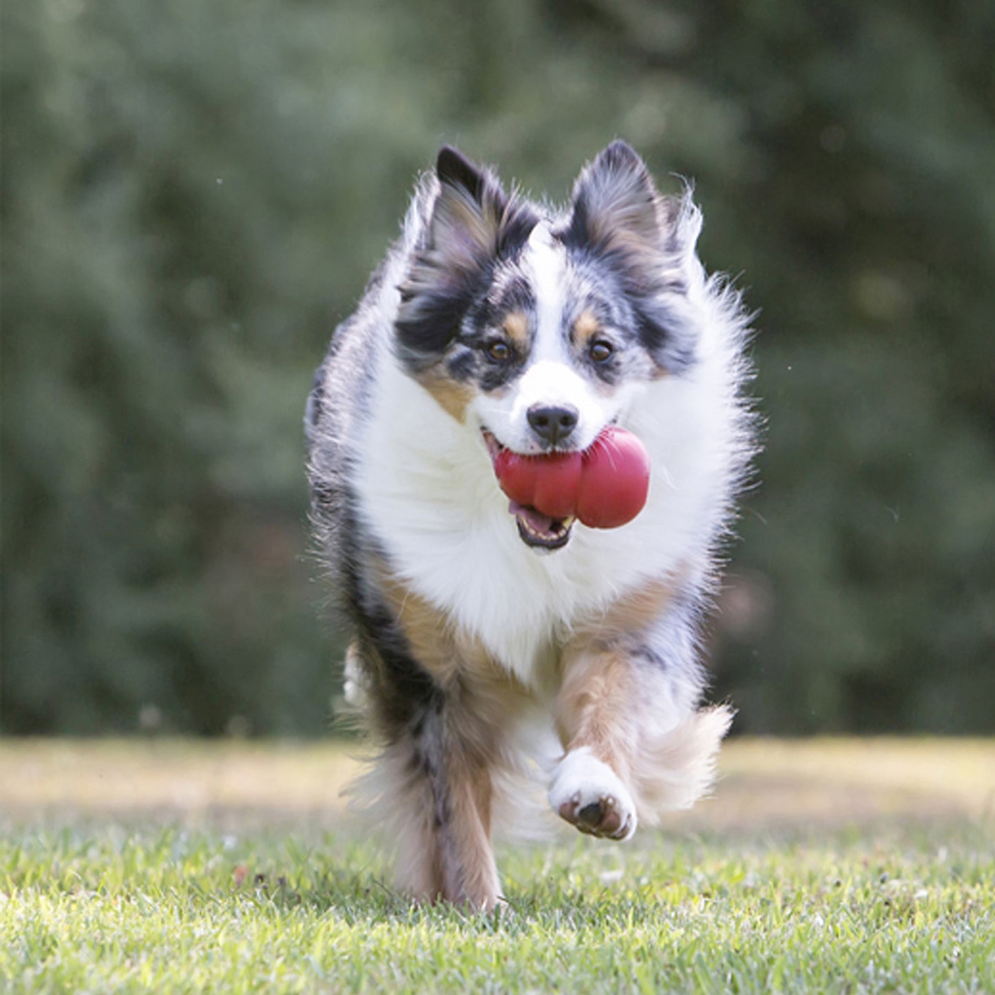 KONG Classic Dog Toy – XXL