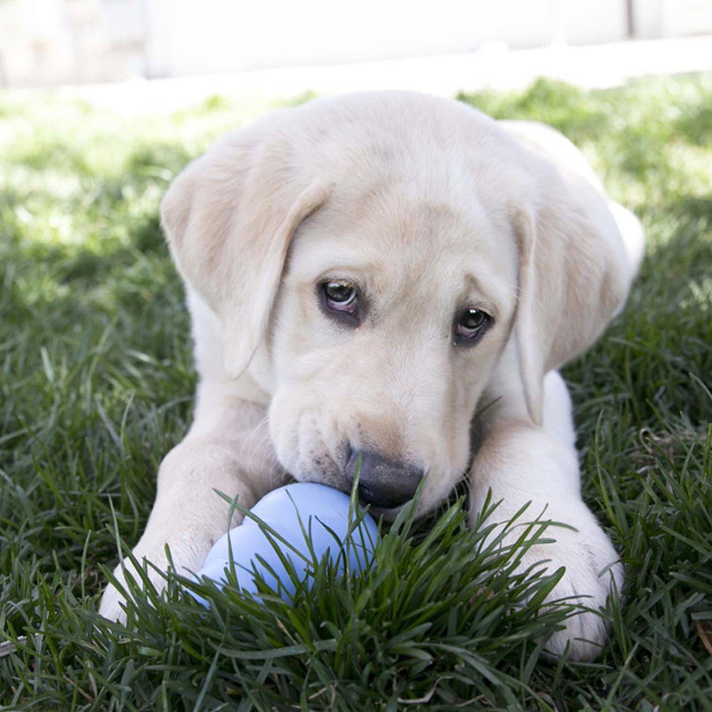 KONG Puppy Dog Toy – Large