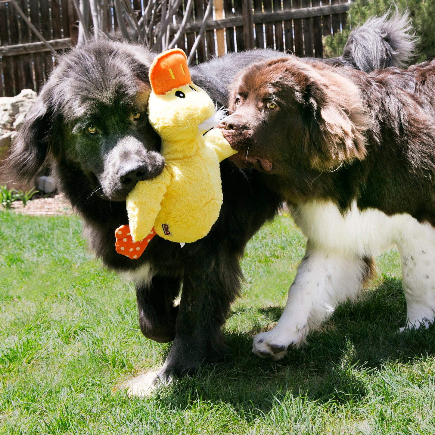 KONG Comfort Jumbo Duck Dog Toy – Assorted – XL