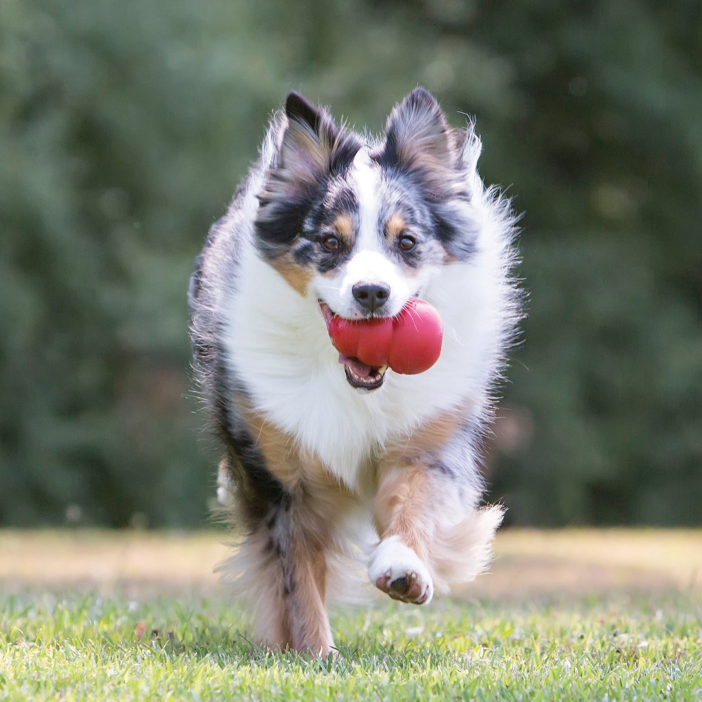 KONG Classic Dog Toy – Large