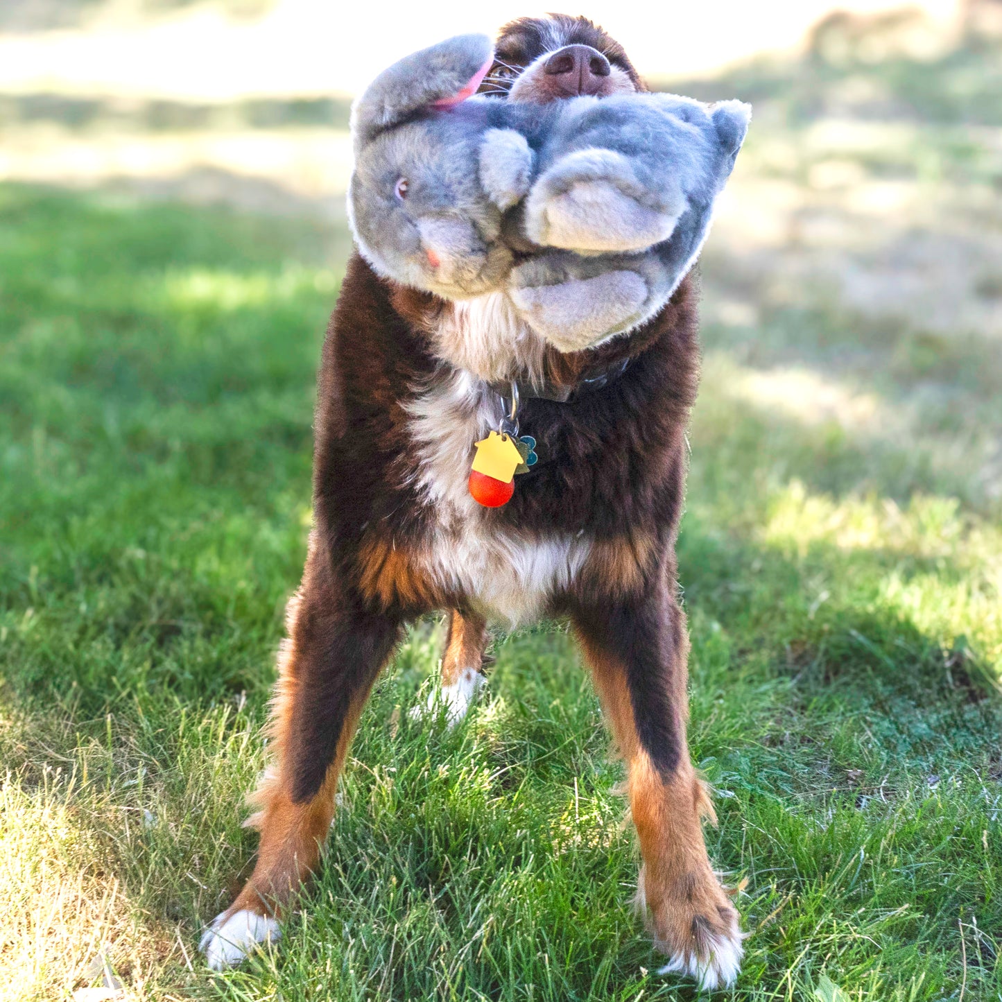KONG Toughz Bunny Dog Toy – Medium