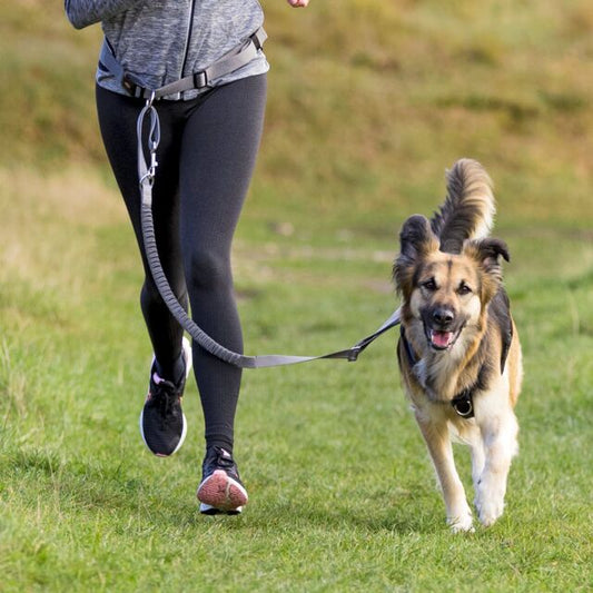 Trixie Waist Belt With Lead For Dogs