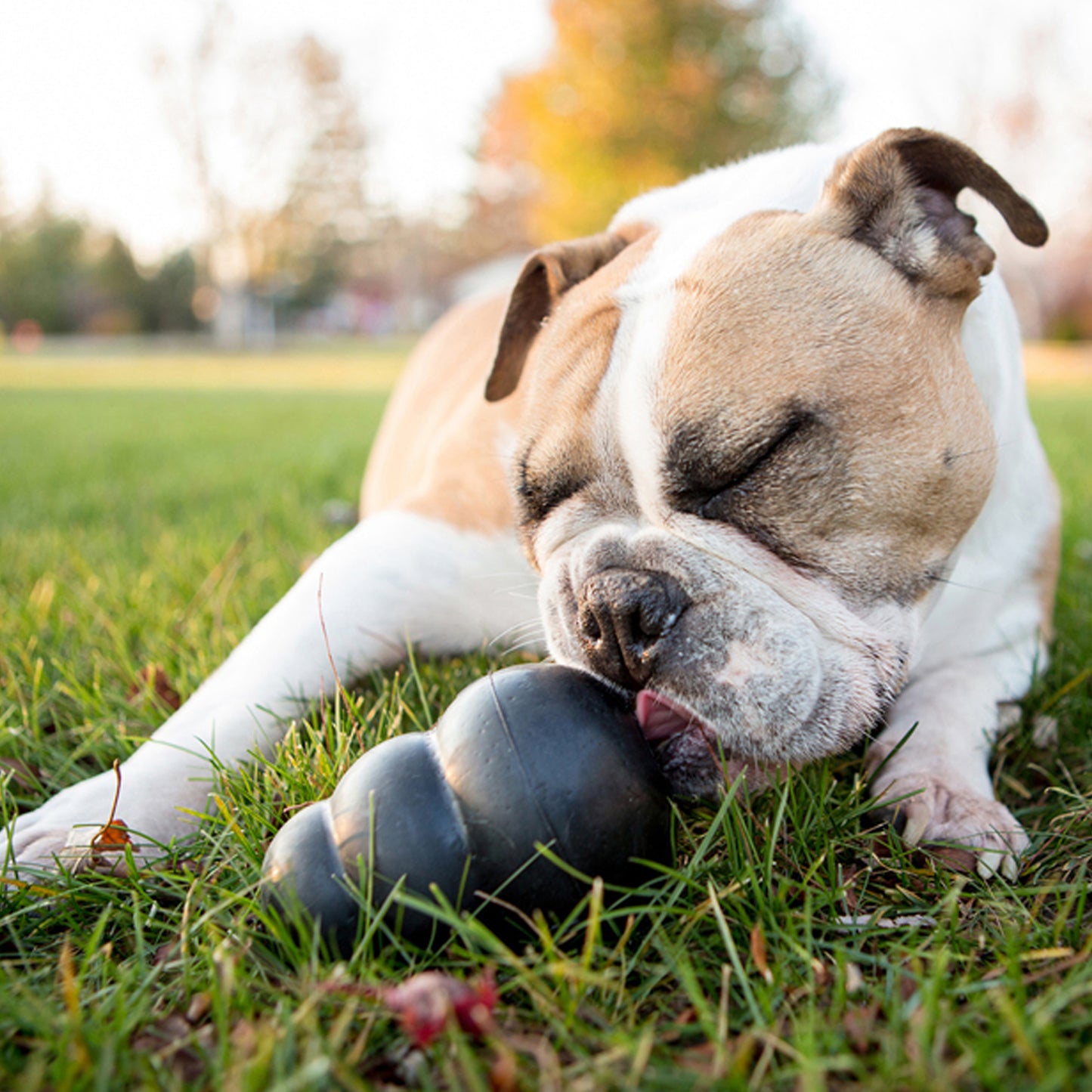 KONG Extreme Dog Toy – XL