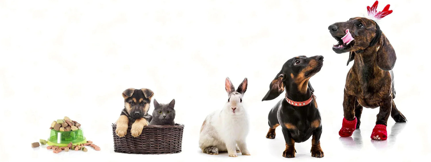 Pet stuff deals online