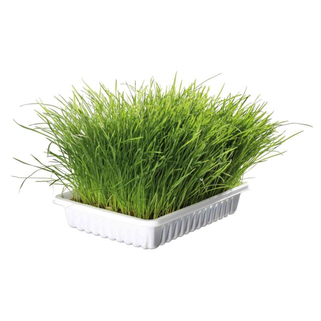 Trixie Soft Grass for Cats & Kittens 100g.